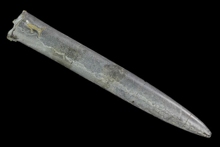 Fossil Belemnite (Acrocoelites) - Mistelgau, Germany #125346